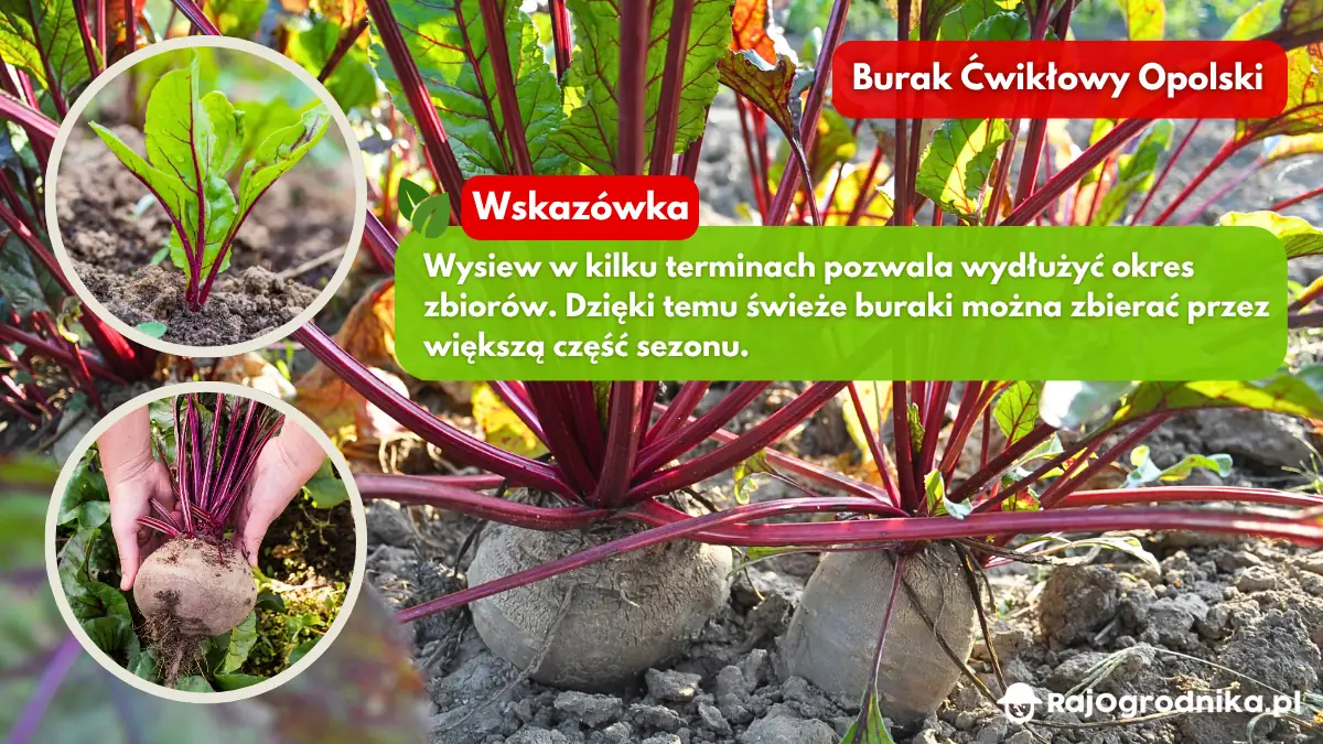 Uprawa-buraków-w-ogrodzie-co-warto-wiedzieć-blog-sklep-rajogronika